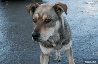 укус собаки судебный прецедент иск моральный ущерб ЯНАО