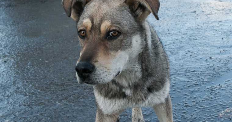 укус собаки судебный прецедент иск моральный ущерб ЯНАО