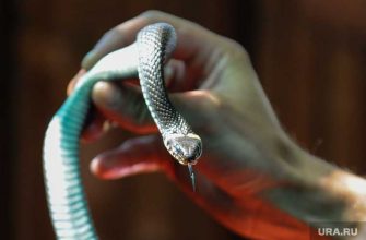 Тюменец выпутил змею в центре города