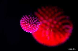 мутация коронавируса