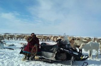 спас детеныша нерпы