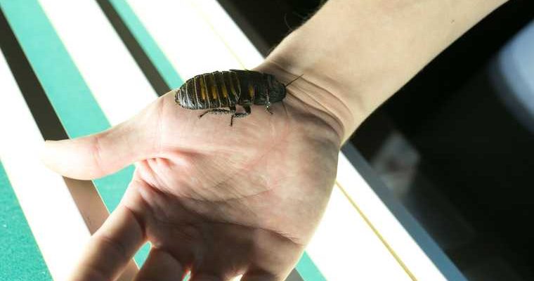 нашествие тараканы квартира что делать чем травить Россия когда будет пик