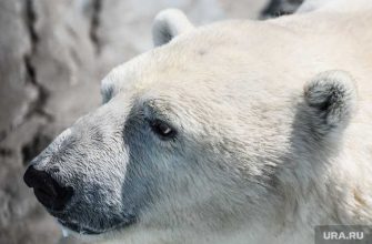 видео белый медведь поселок вахтовиков нападение