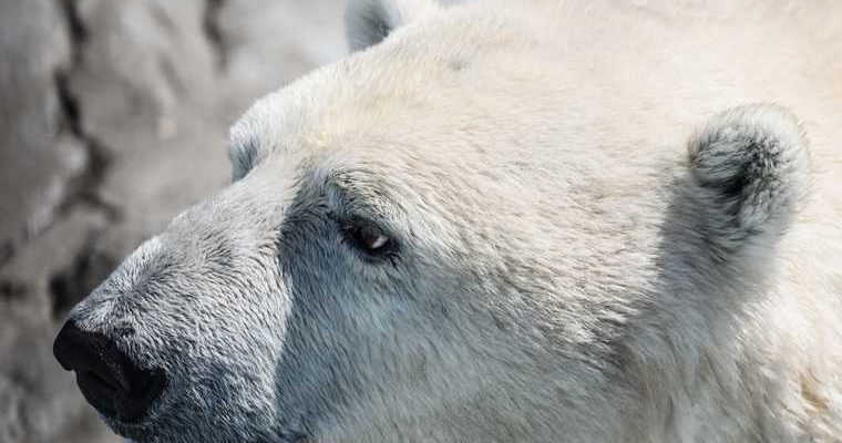 видео белый медведь поселок вахтовиков нападение