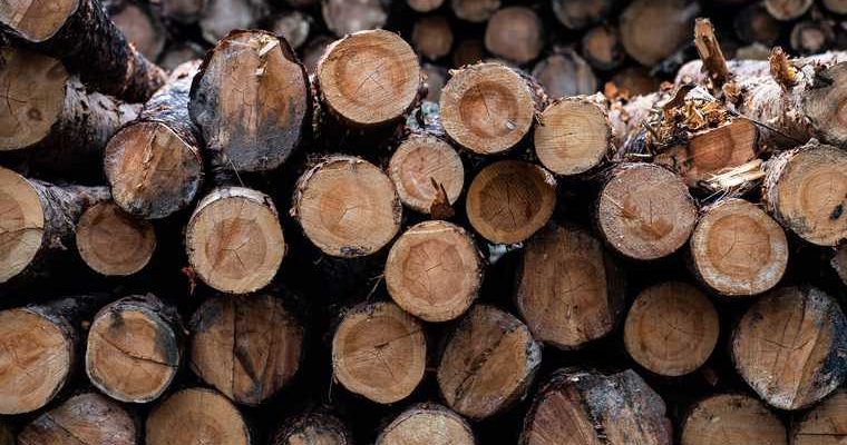 добыча леса