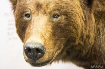 новости хмао медведь в городе в нижневартовске бегает медведь пробежал по улицам города сбил автобус люди убегают в страхе