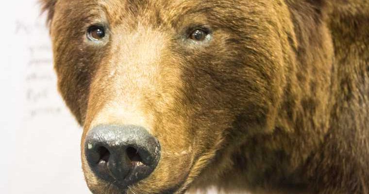 новости хмао медведь в городе в нижневартовске бегает медведь пробежал по улицам города сбил автобус люди убегают в страхе