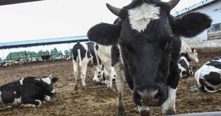 апк тюменская область