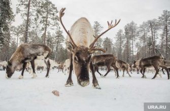 институт экологии растений и животных УрО РАН