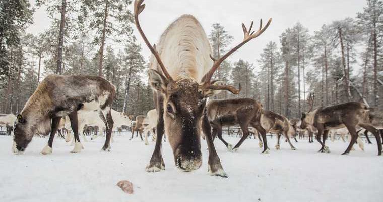 институт экологии растений и животных УрО РАН