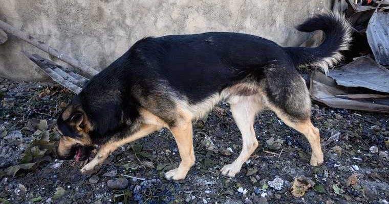 ЯНАО бешенство отлов животных вакцинация