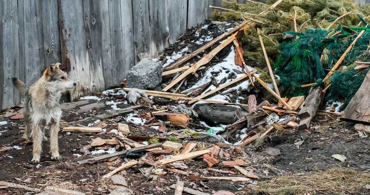 Алапаевск собака расстрел