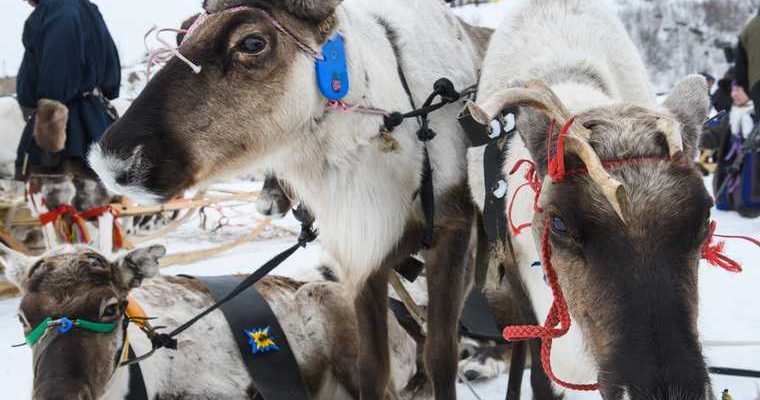 Оленеводы ЯНАО требуют отменить бирокование у оленей гниют уши