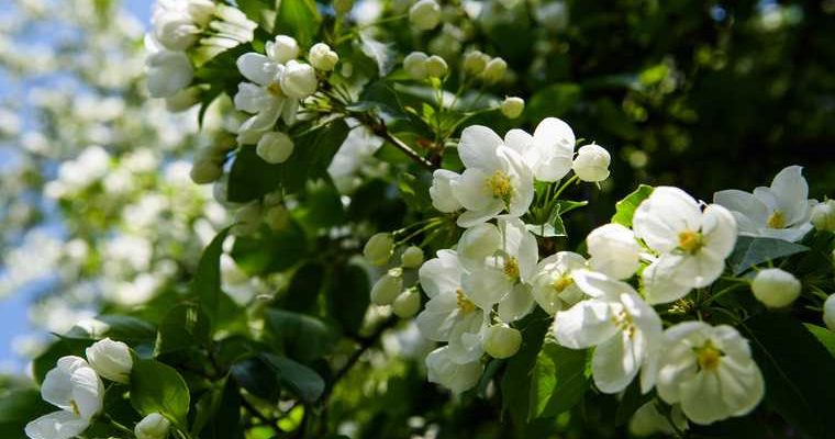 температурные аномалии