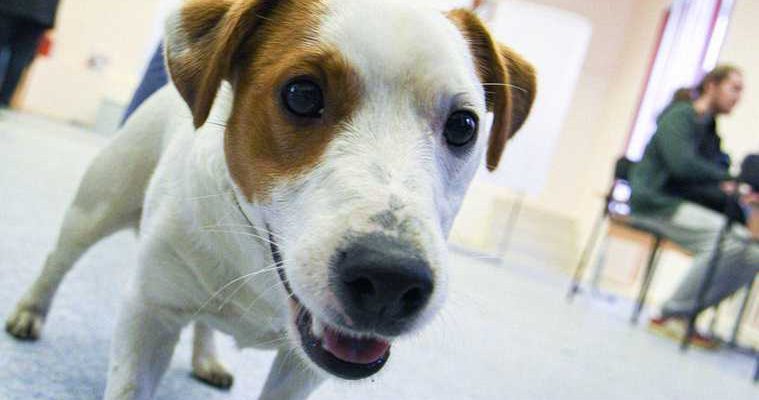 Госдума запретила забирать у россиян домашних животных за долги