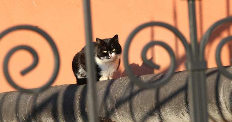 отравление животных тюмень