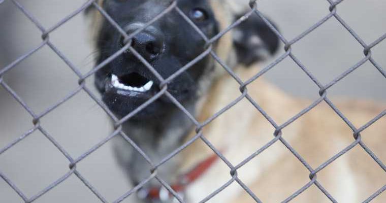 первоуральск овчарка дети