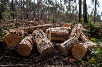 ЯНАО трасса Салехард Надым восстановление деревьев