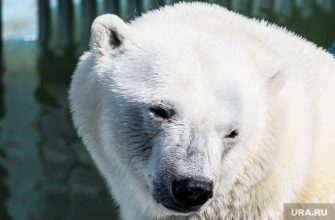белый медведь Умка Екатеринбург проглотил мячик