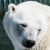 Прокуратура назвала причину смерти белого медведя в Екатеринбурге