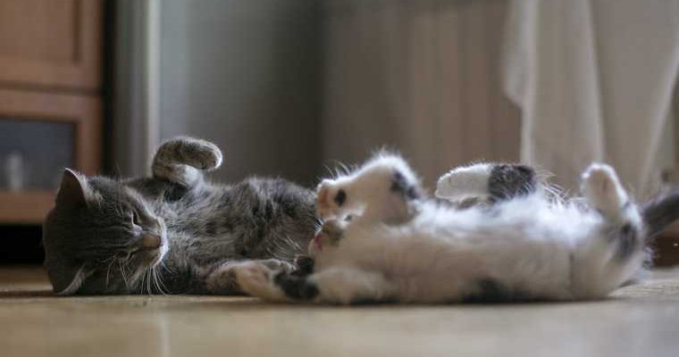 Талицкий лесотехнический колледж