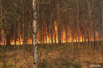 в Тюмени продолжаются лесные пожары