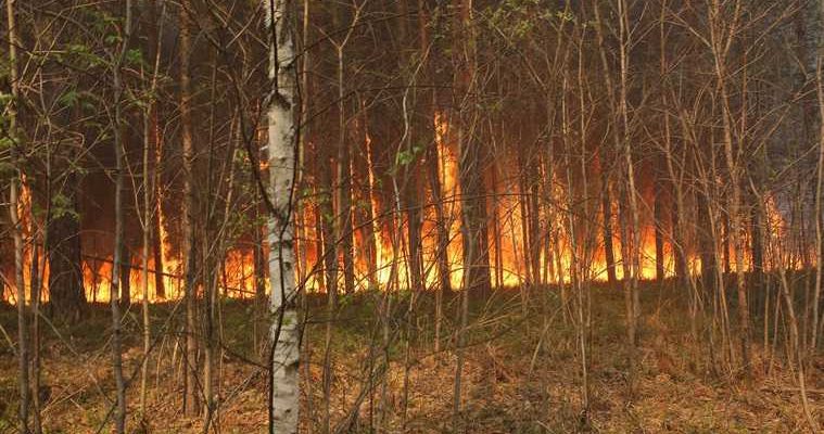 в Тюмени продолжаются лесные пожары