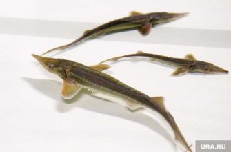 какую рыбу нельзя ловить Обь ЯНАО