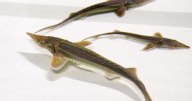 какую рыбу нельзя ловить Обь ЯНАО