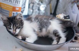 зоозащитники вступились за живодера