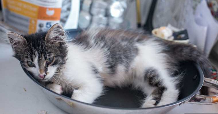 зоозащитники вступились за живодера