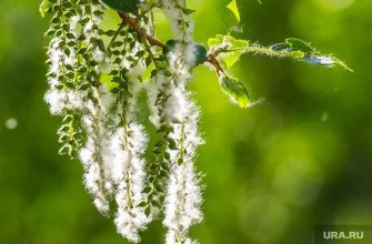 центр Фобос