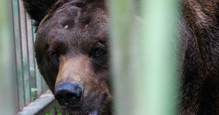 новости хмао медведь зашел на кладбище жителю выдали лицензию на отстрел медведей охотник получил разрешение на убийство трех медведей в горноправдинске