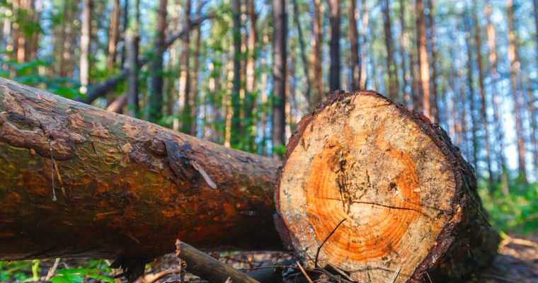 Козицын лес тура