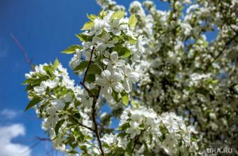 новости хмао погода в югре ханты-мансийск сургут нижневартовск потепление прогноз погоды