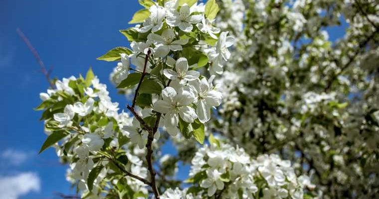 новости хмао погода в югре ханты-мансийск сургут нижневартовск потепление прогноз погоды