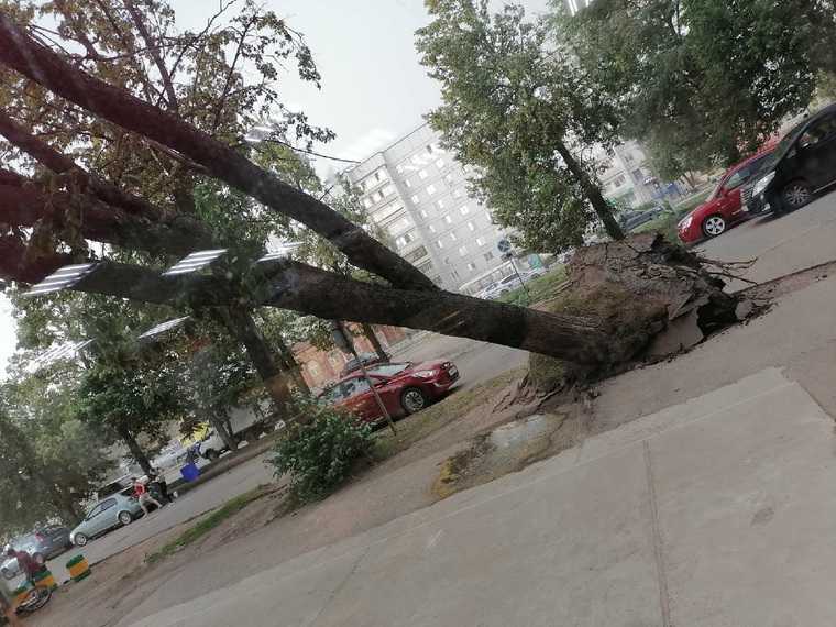 В Пермском крае после грозы повалены деревья и разбиты машины. Фото