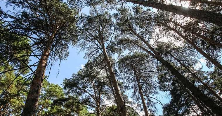 Дружба Ямала