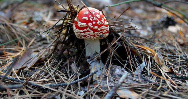 Тюменская область